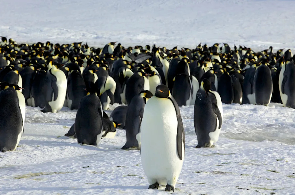Don't Let Elections Decide Which Species Survive: A Call For Durable, Science-Based Conservation