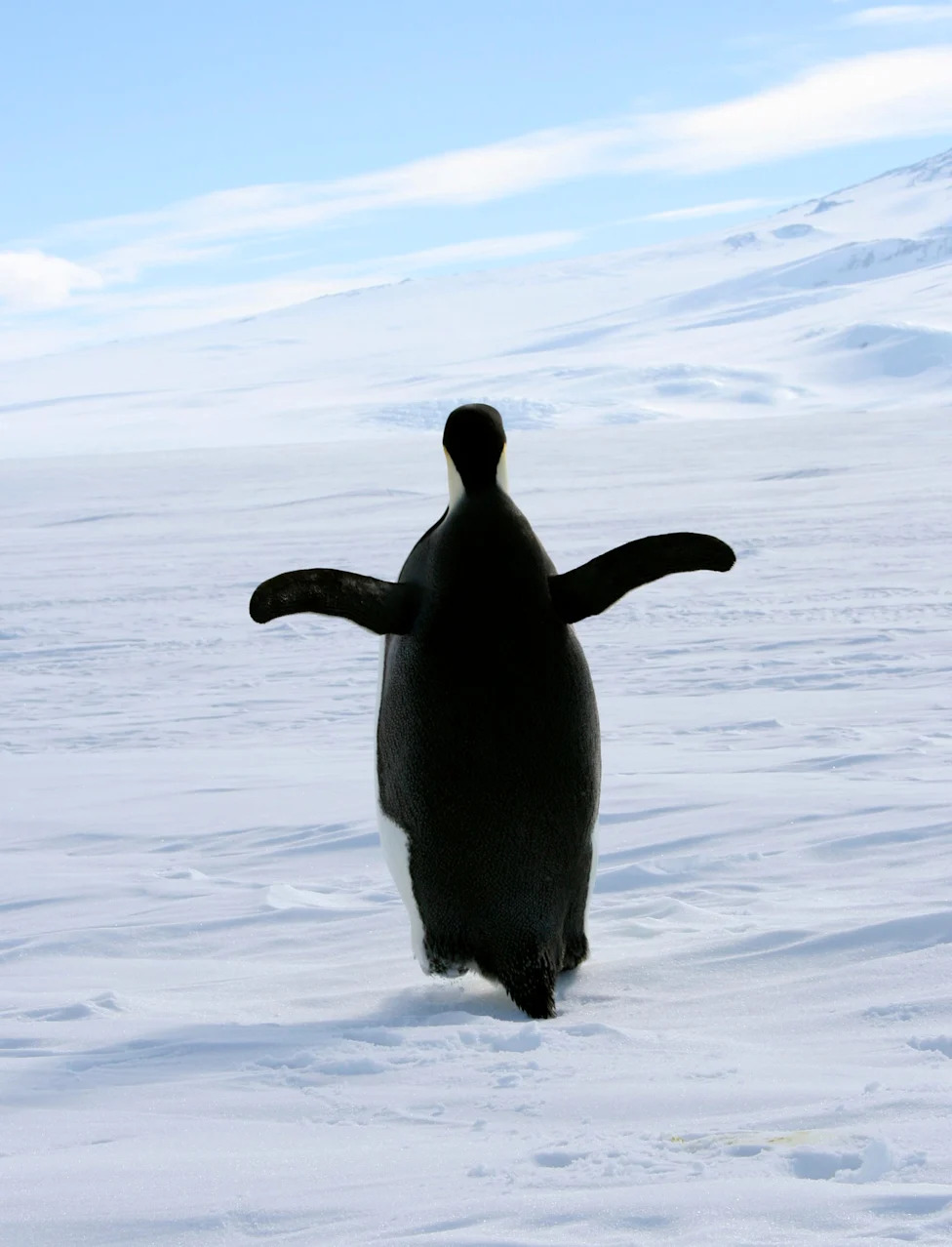 Don't Let Elections Decide Which Species Survive: A Call For Durable, Science-Based Conservation