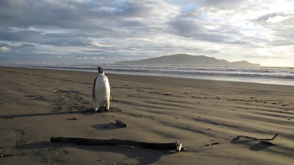 Don't Let Elections Decide Which Species Survive: A Call For Durable, Science-Based Conservation