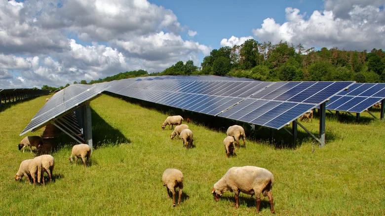 Kako solarni paneli pomažu farmi u Koloradu: agrivoltaika koja štiti useve i donosi prihod