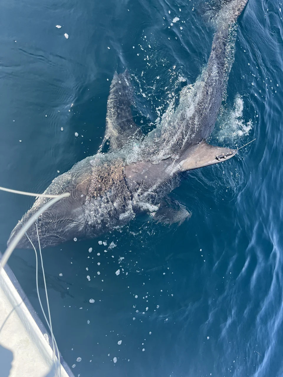 Great White 'Percy' Pings 14 Miles Off Long Island After 4,660-Mile Journey