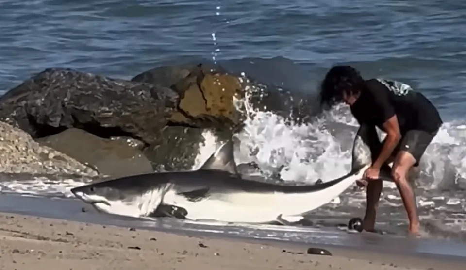 Mirni Ribič Vratio Ajkulu Dugu 8 Stopa (oko 2,4 m) U More Na Plaži Kod Los Anđelesa