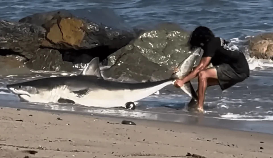 Mirni Ribič Vratio Ajkulu Dugu 8 Stopa (oko 2,4 m) U More Na Plaži Kod Los Anđelesa