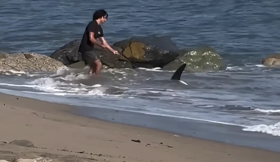 Mirni Ribič Vratio Ajkulu Dugu 8 Stopa (oko 2,4 m) U More Na Plaži Kod Los Anđelesa