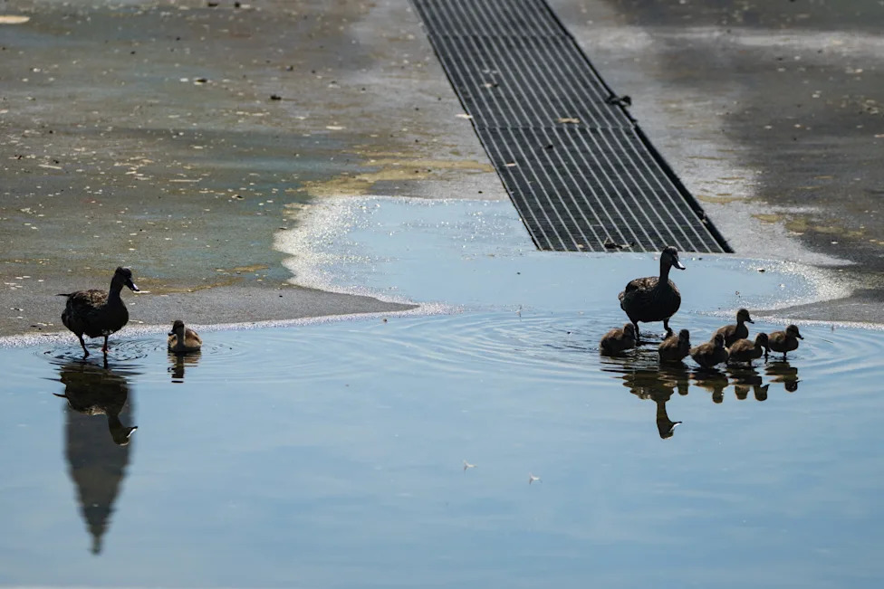DOJ Drops Vandalism Charges After Contractor Error Blamed for Reflecting Pool Damage