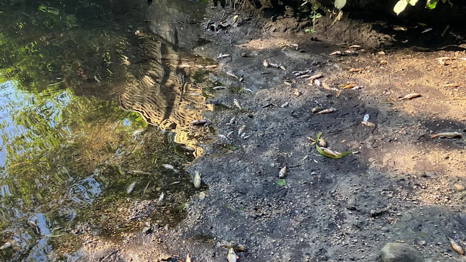 Heatwave and Drainage Runoff Blamed for Hundreds of Fish Found Dead on River Wensum
