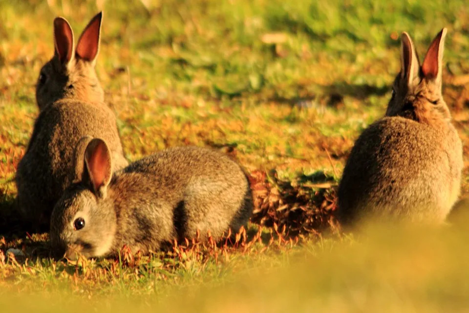 Three Probable 'Rabbit Fever' Cases in Suffolk County, NY — 9-Year-Old Among Those Affected
