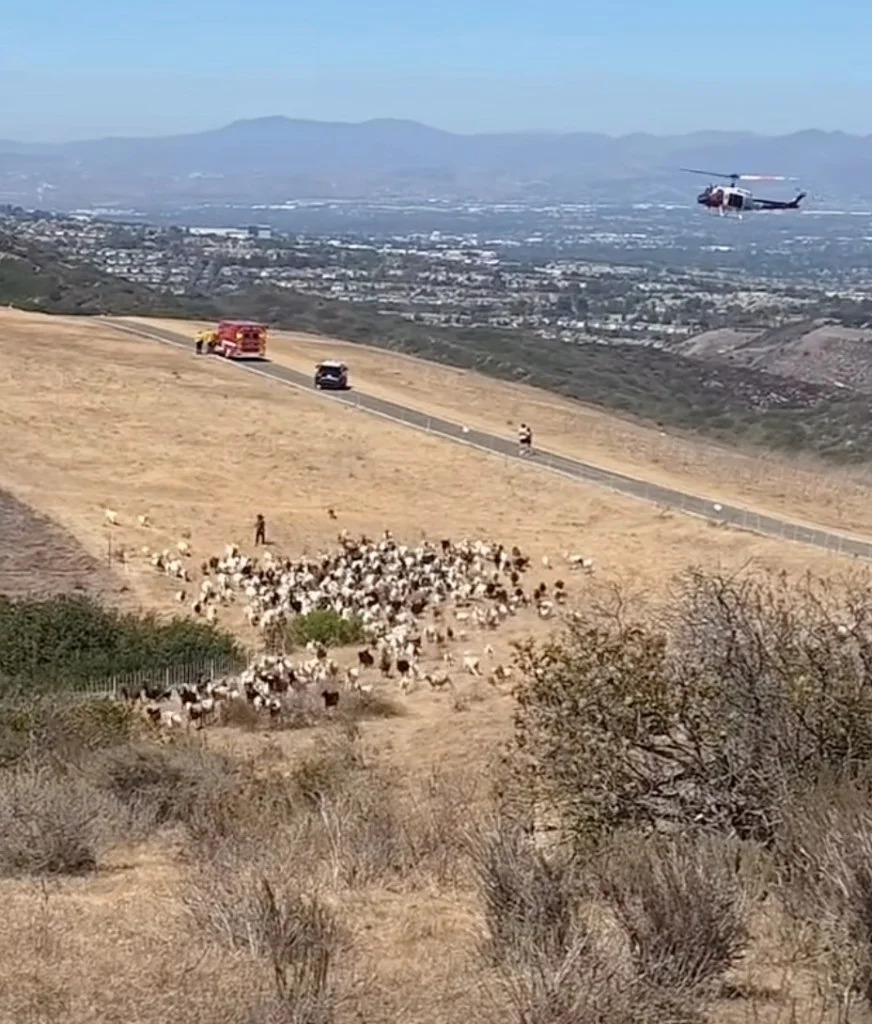 Tiny Sheepdog Becomes Hero — Herds Goats to Clear Landing Zone for Laguna Beach Rescue
