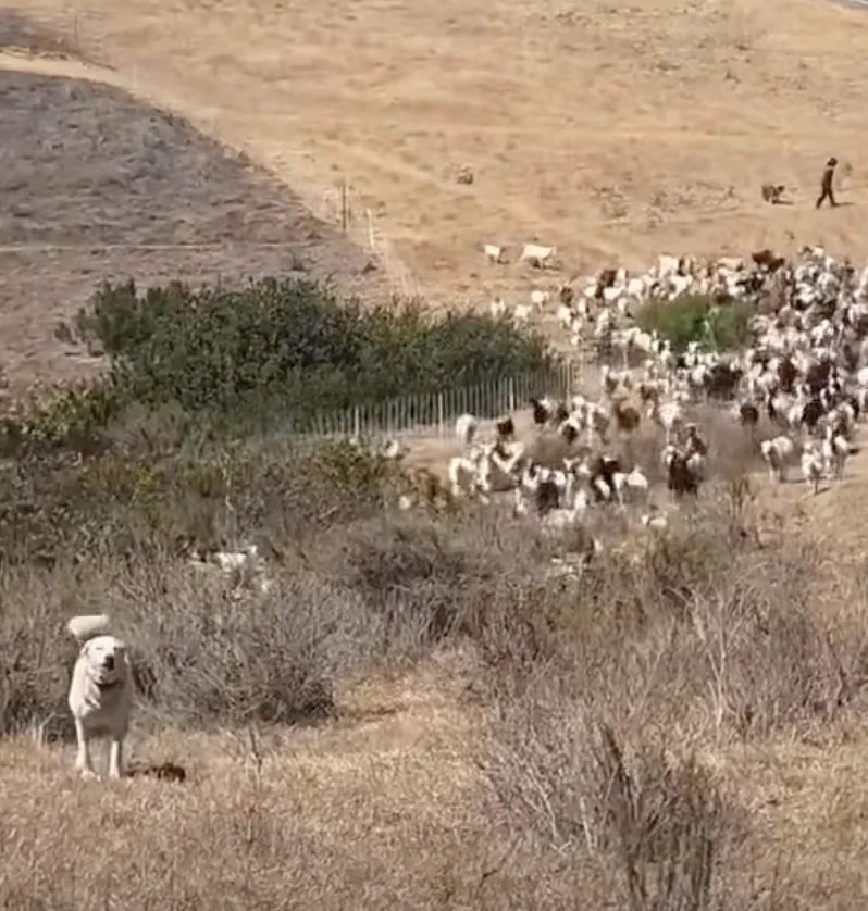 Tiny Sheepdog Becomes Hero — Herds Goats to Clear Landing Zone for Laguna Beach Rescue