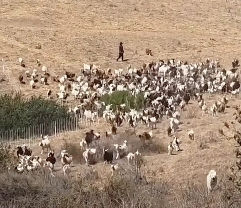 Tiny Sheepdog Becomes Hero — Herds Goats to Clear Landing Zone for Laguna Beach Rescue