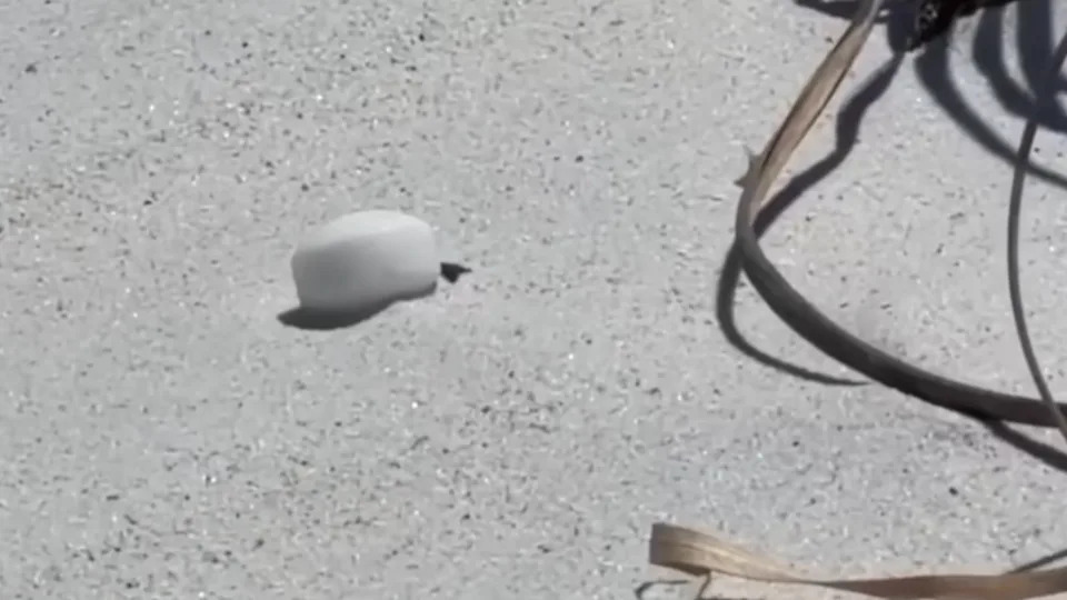 Florida Business Owners Charged After Scattering About 1,500 Mothballs to Drive Off Protected Shorebirds
