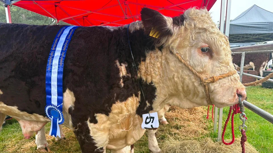 ‘You Can’t Describe The Loss’ — Northern Ireland Farmers Face Emotional and Financial Toll From Bovine TB