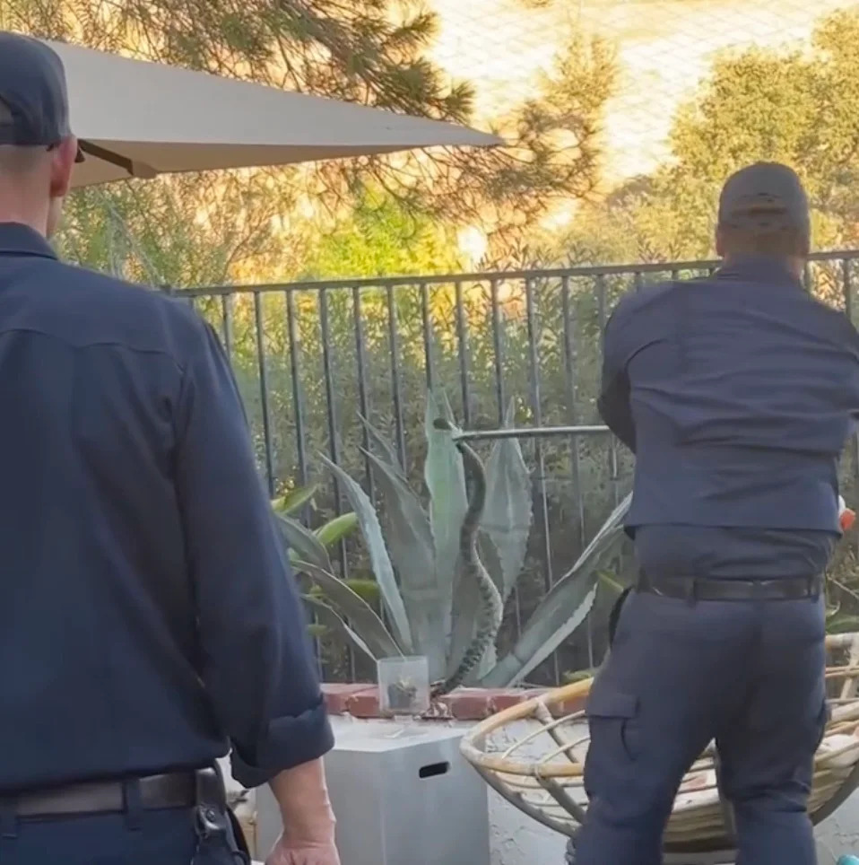 Large Rattlesnake Found Hiding Among Children’s Toys In Calabasas Backyard