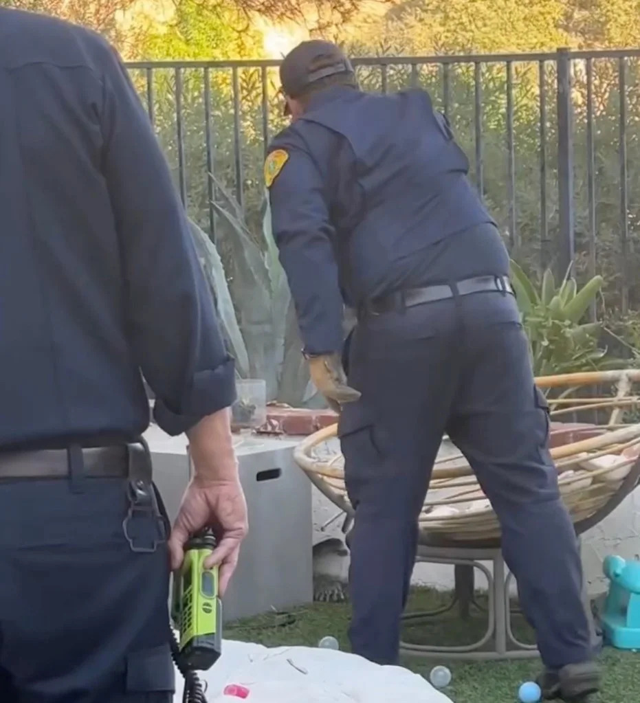 Large Rattlesnake Found Hiding Among Children’s Toys In Calabasas Backyard