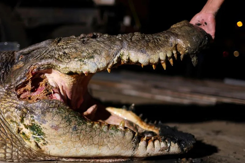 Sarawak Confronts Rising Crocodile Encounters After Population Rebound — Villagers Demand Action