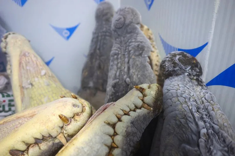 Sarawak Confronts Rising Crocodile Encounters After Population Rebound — Villagers Demand Action