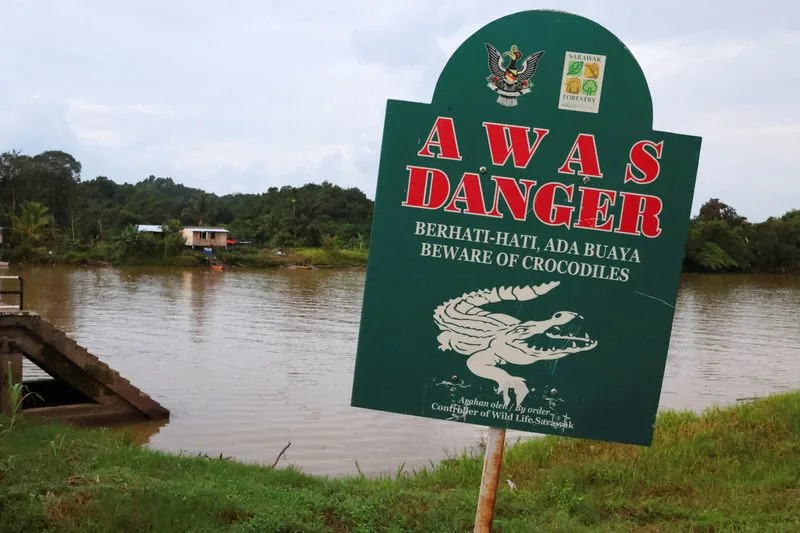 Sarawak Confronts Rising Crocodile Encounters After Population Rebound — Villagers Demand Action