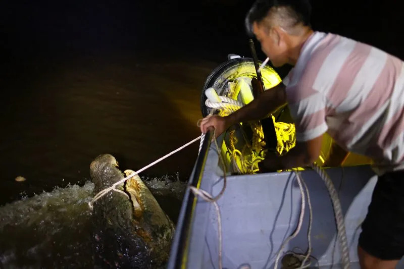 Sarawak Confronts Rising Crocodile Encounters After Population Rebound — Villagers Demand Action