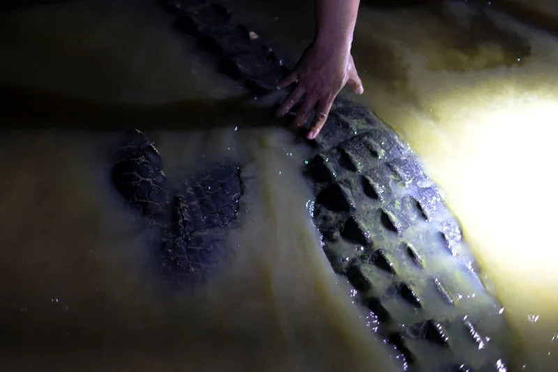Sarawak Confronts Rising Crocodile Encounters After Population Rebound — Villagers Demand Action
