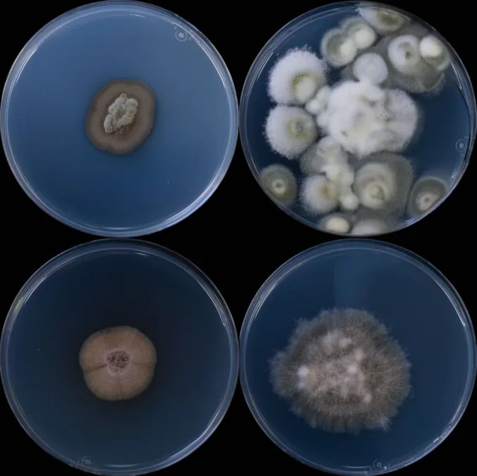 Podzemni ekosistem u Antrim šejlu: Stotine gljiva, tardigradi i crvi na dubinama do 556 m