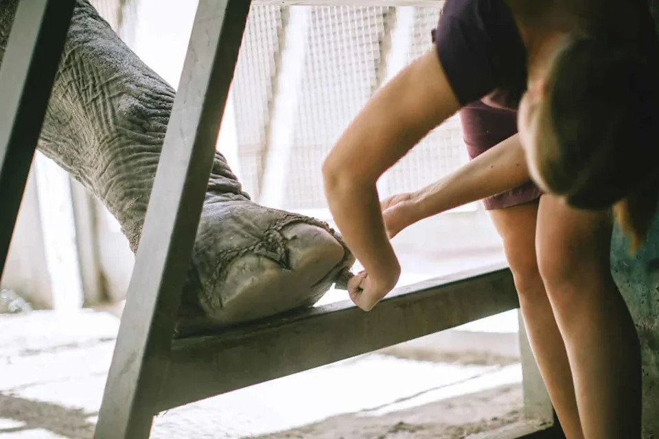 Kako Slonovi U Zoološkim Vrtovima Danas Žive Duže Nego U Divljini