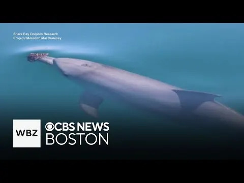 Delfini Koji Koriste Sunđere Ostavljaju Epigenetski 'Otisak' — Veza Kulture i Biologije