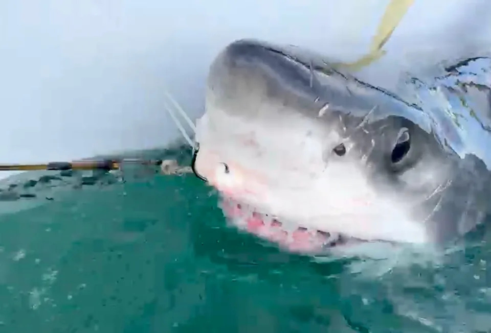 Velike bele ajkule stižu sve dalje na sever — OCEARCH beleži pomeranje ka obalama Atlantske Kanade