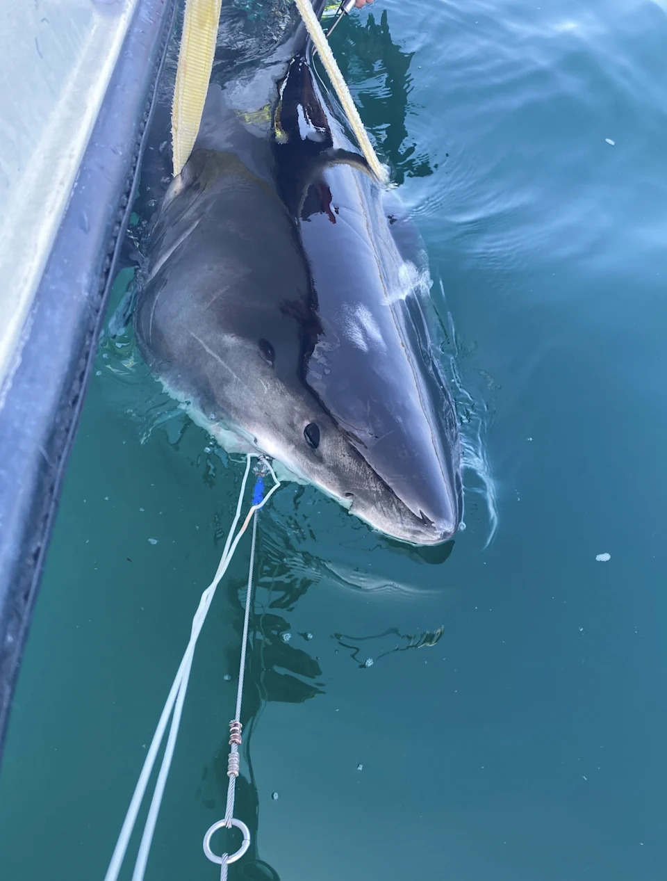 Velike bele ajkule stižu sve dalje na sever — OCEARCH beleži pomeranje ka obalama Atlantske Kanade