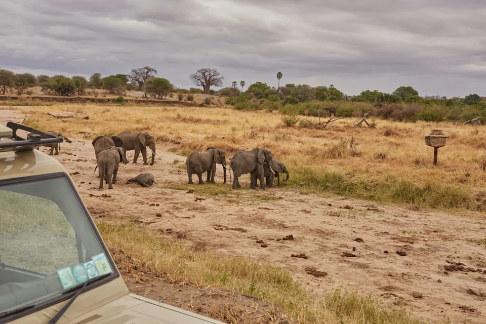 Rewilded Elephants Readapt Successfully: Study Finds Natural Behavior and Manageable Stress