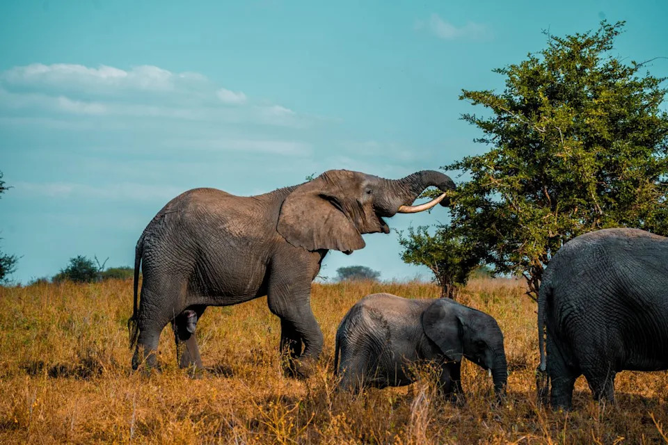 Rewilded Elephants Readapt Successfully: Study Finds Natural Behavior and Manageable Stress