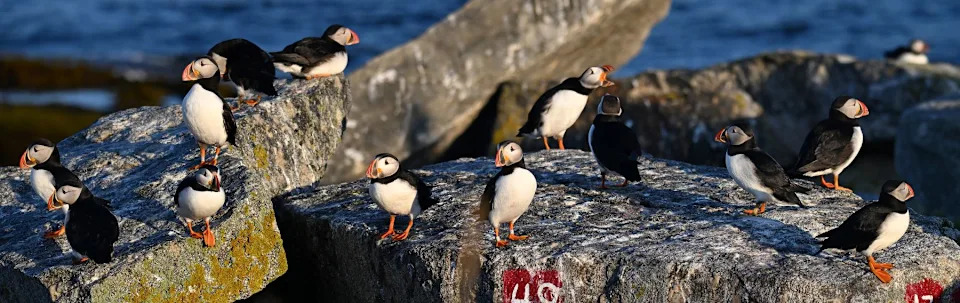 Rekord na Eastern Egg Rocku: 200 aktivnih jazbina lundi i prvi roditeljski dolazak razorbila
