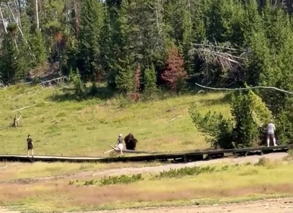 Child Chased by Bison at Yellowstone After Visitors Move Too Close — Video Shows Narrow Escape