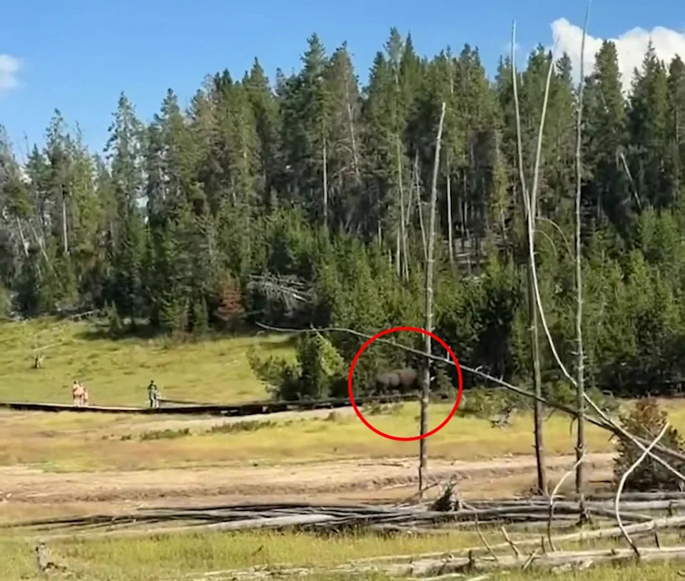 Child Chased by Bison at Yellowstone After Visitors Move Too Close — Video Shows Narrow Escape