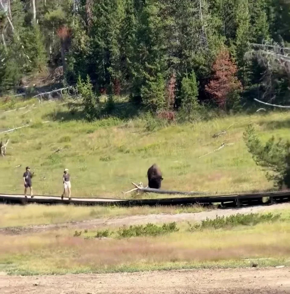 Child Chased by Bison at Yellowstone After Visitors Move Too Close — Video Shows Narrow Escape