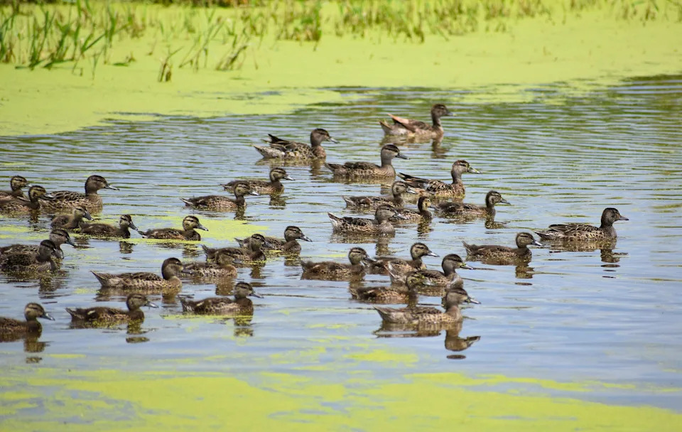 Waterfowl Coalition Urges Interior Secretary Burgum To Protect Prairie Pothole Easements