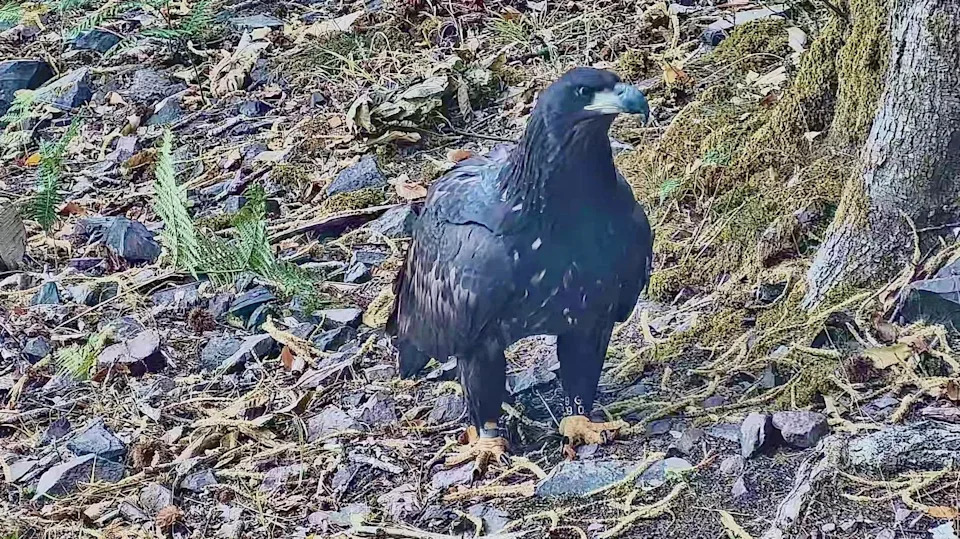 Six Young White-Tailed Eagles Released on Exmoor in Major Rewilding Push