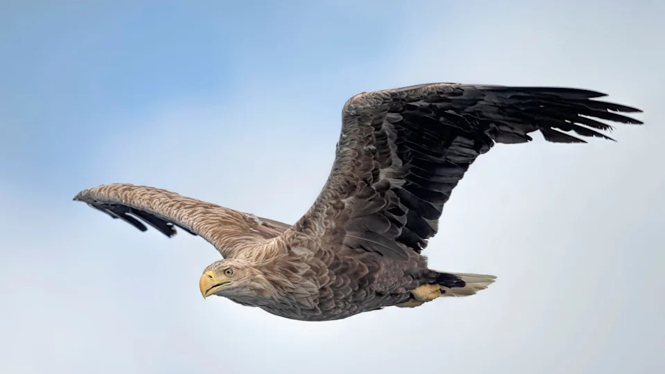 Six Young White-Tailed Eagles Released on Exmoor in Major Rewilding Push