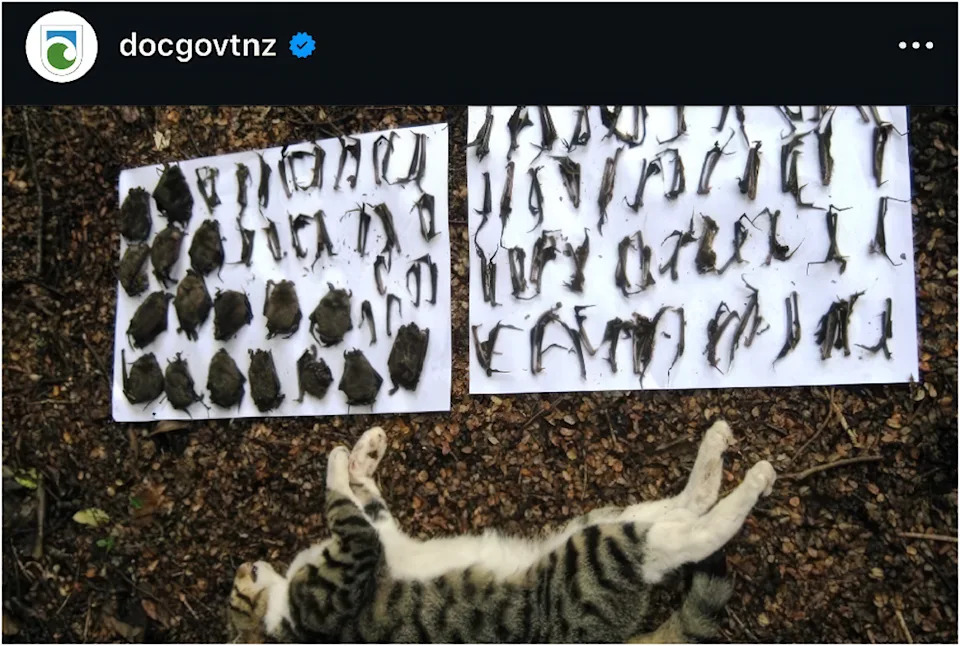 Feral Cats Threaten Far More Australian Wildlife Than Previously Estimated