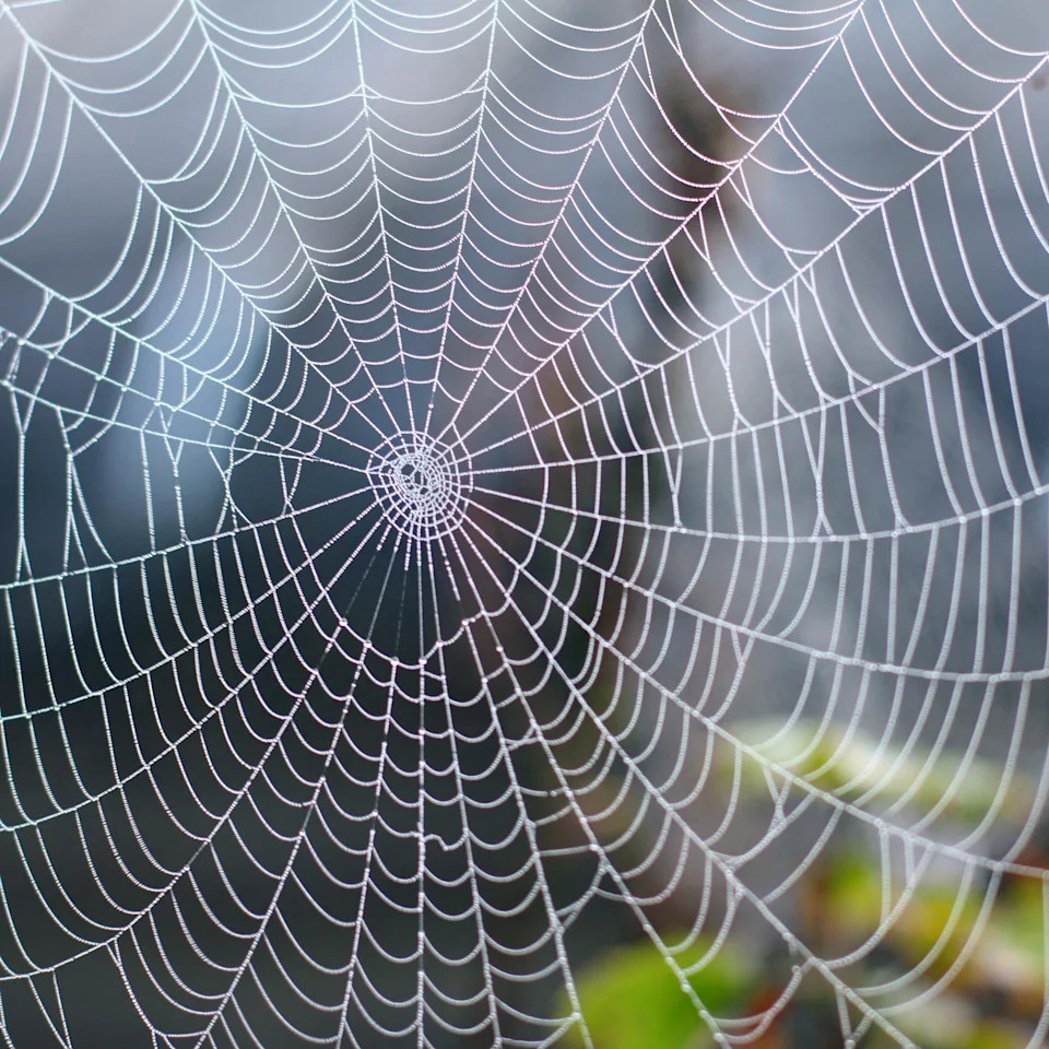 From Spider-Man to the Lab: How Spider Silk Is Inspiring Drug Delivery and Wound Care