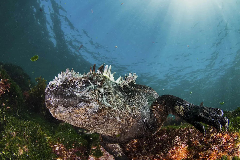 Zašto 95% Soli Morskih Iguana Izlazi Kroz Nos?