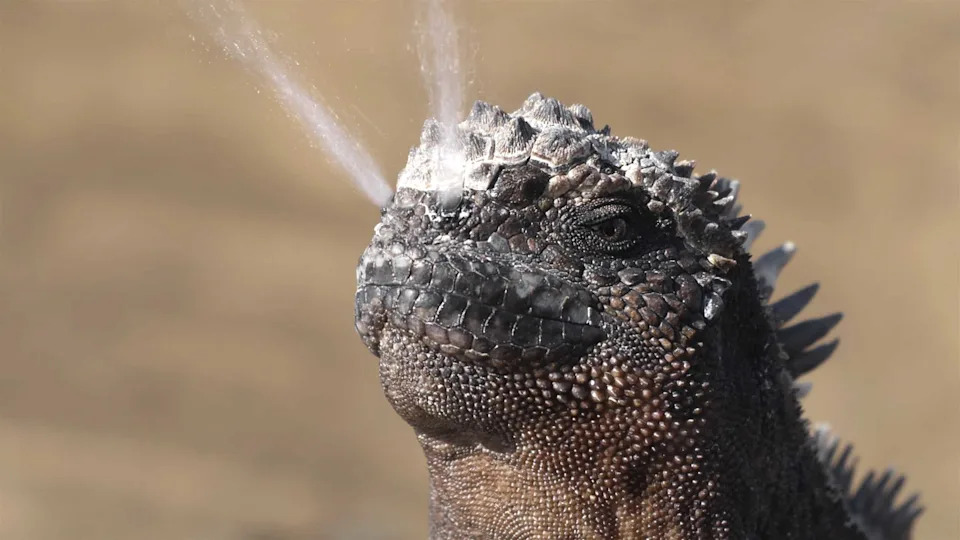 Zašto 95% Soli Morskih Iguana Izlazi Kroz Nos?