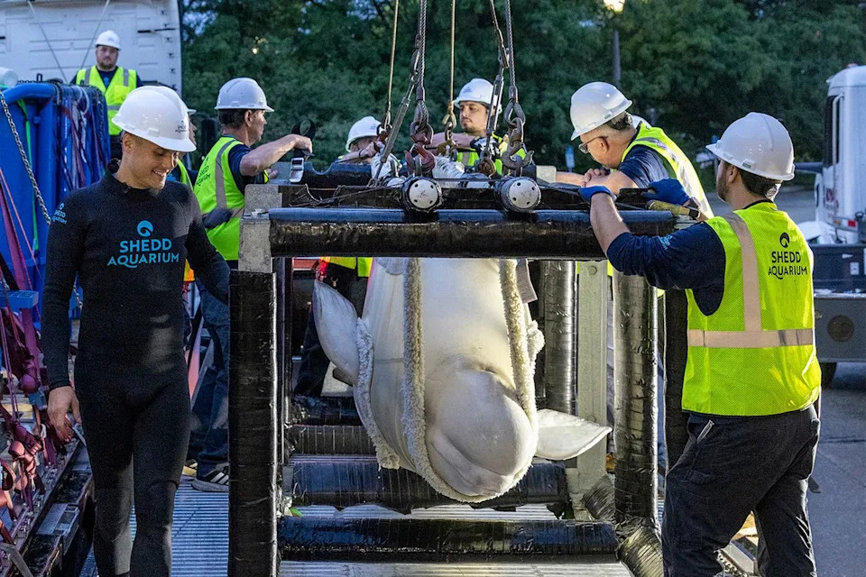 Bez presedana: Sedam beluga kitova prebačeno iz Marinelanda u SeaWorld San Antonio