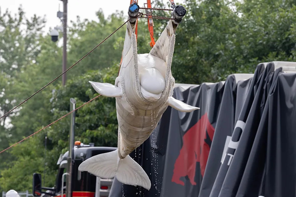 Bez presedana: Sedam beluga kitova prebačeno iz Marinelanda u SeaWorld San Antonio