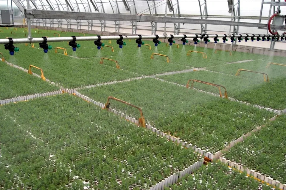 The Fungus That Could Protect Maine’s Fir Trees — One Seedling at a Time