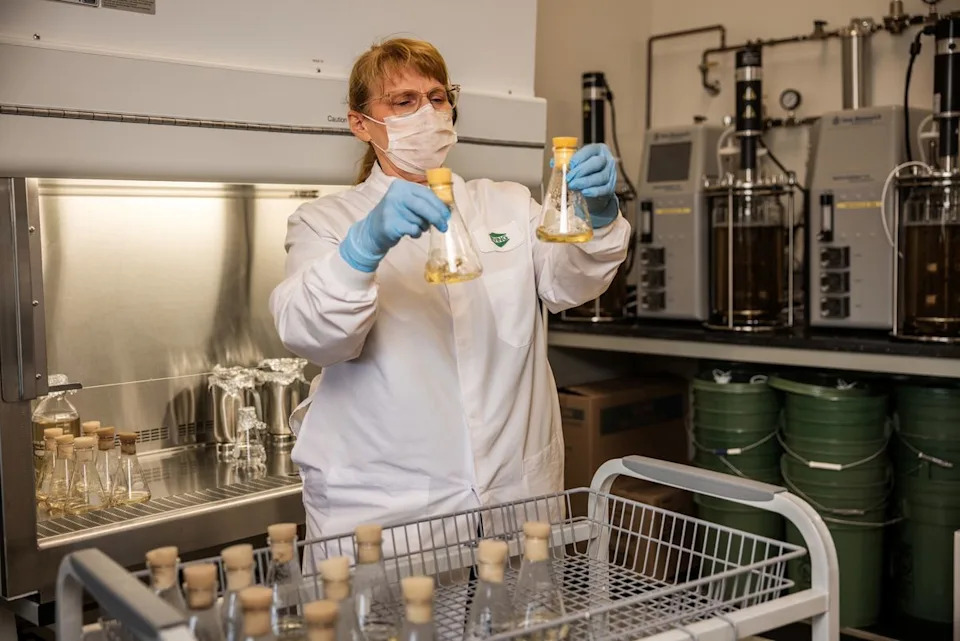 The Fungus That Could Protect Maine’s Fir Trees — One Seedling at a Time