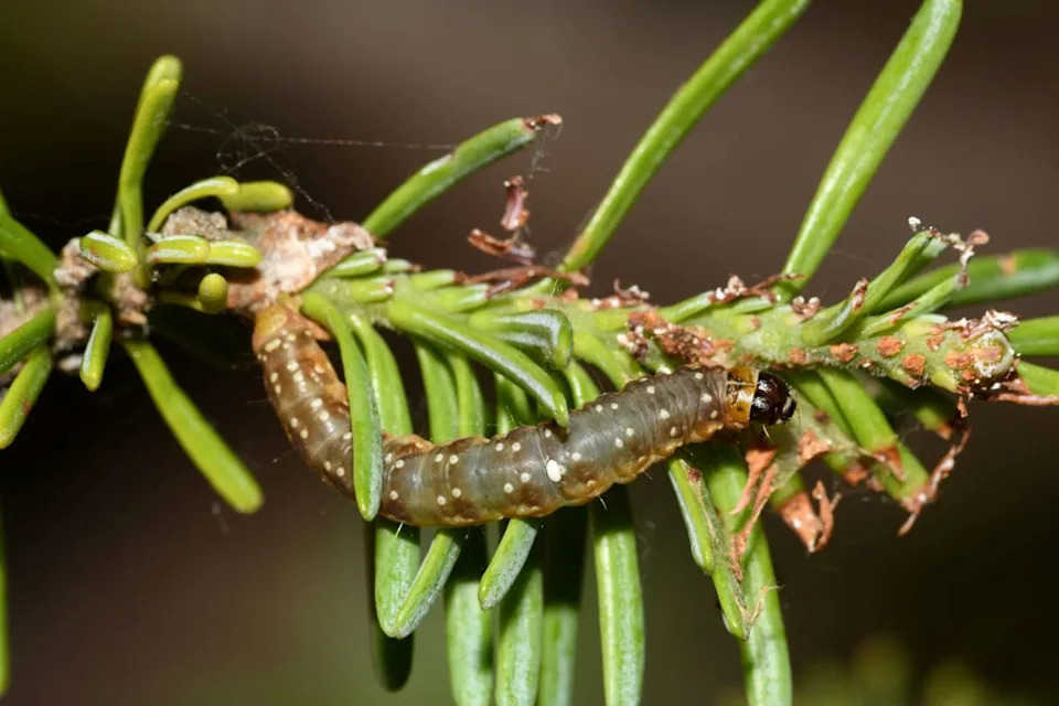 Maine’s Targeted Response Aims to Stop a New Spruce Budworm Crisis