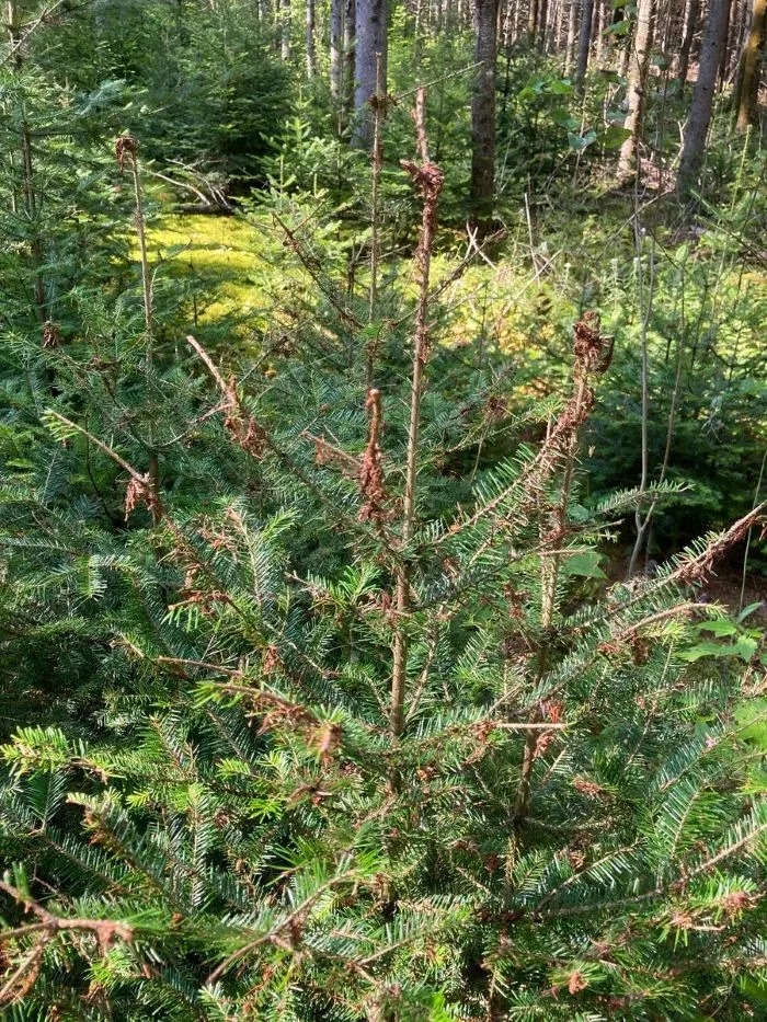 Maine’s Targeted Response Aims to Stop a New Spruce Budworm Crisis