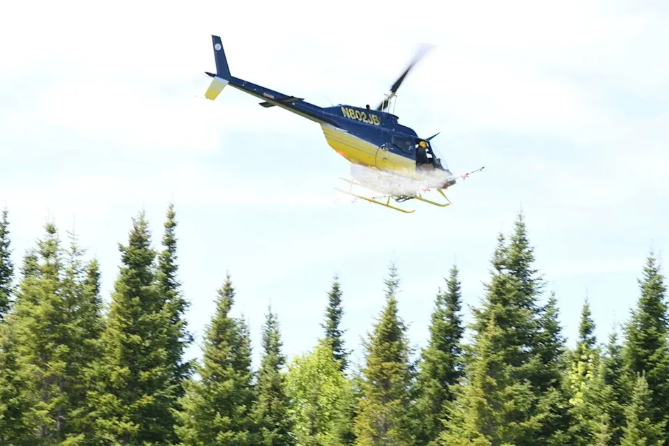 Maine’s Targeted Response Aims to Stop a New Spruce Budworm Crisis