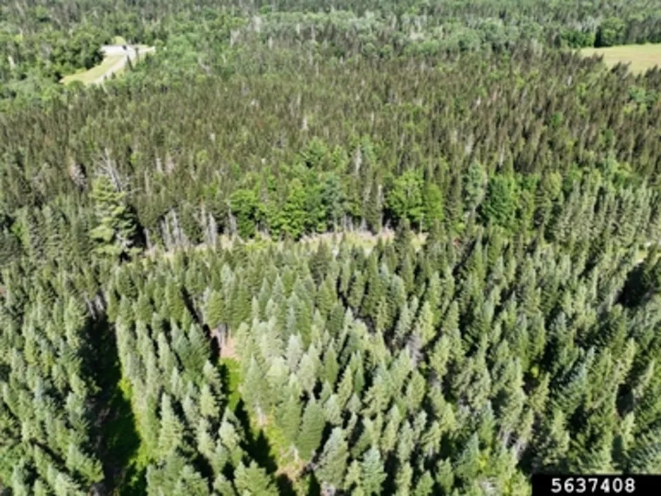 Maine’s Targeted Response Aims to Stop a New Spruce Budworm Crisis