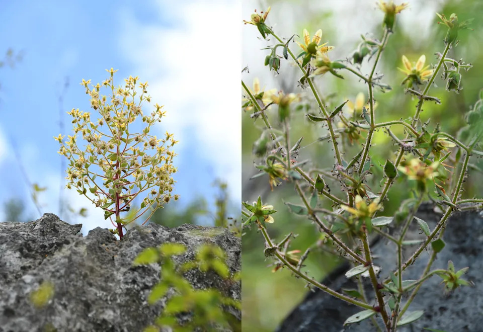 Otkriće u Hengduanu: <i>Saxifraga candelabrum</i> Dokazano Karnivorna — Darvinova Pretpostavka Potvrđena